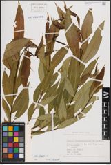 Foto von Salix fragilis L.